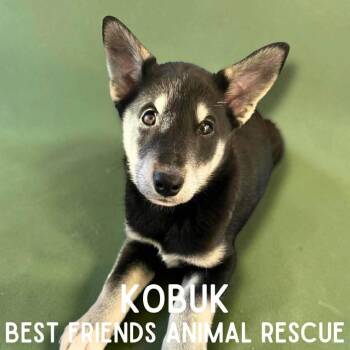 Kobuk -  Siberian Husky Dog for Adoption in Wasilla, Alaska - Kobuk | PetCurious