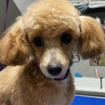 Sally -  Poodle Dog Available for Adoption - Sally | PetCurious