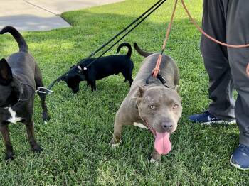 Rescue American Bulldog and American Staffordshire Terrier Dogs for Adoption in Los Angeles, California - BONNIE The Beautiful | PetCurious