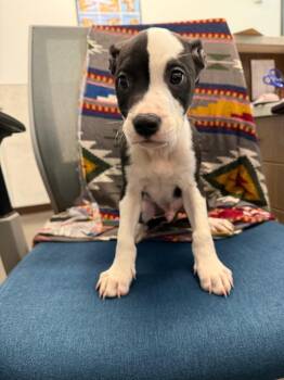 Freedom -  Staffordshire Bull Terrier Dog for Adoption in Clarksville, Tennessee - Freedom | PetCurious