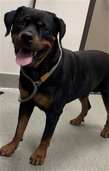 HOLLY -  Rottweiler Dog for Adoption in Ontario, California - HOLLY | PetCurious