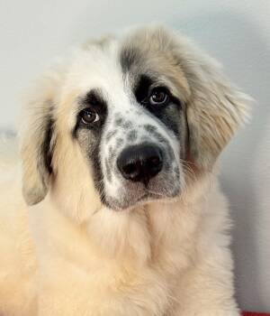 Fridge -  Great Pyrenees Dog for Adoption in Meherrin, Virginia - Fridge | PetCurious