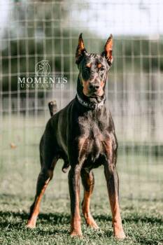 Jafar -  Doberman Pinscher Dog for Adoption - Jafar | PetCurious