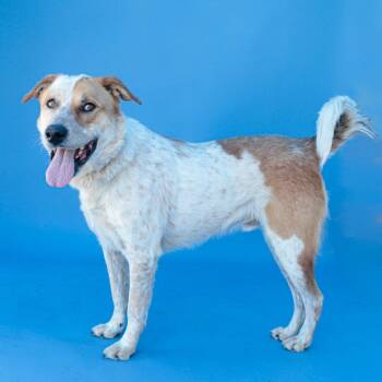 Australian Cattle Dog Blue Heeler and Akita Dogs Available for Adoption in Pasadena, California - PERCIVAL | PetCurious