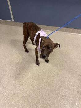 Rescue Pit Bull Terrier and Mixed Breed Dogs for Adoption in Doral, Florida - MAXINE | PetCurious