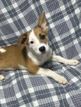 Eloise -  Mixed Breed Dog for Adoption in West Chester, Pennsylvania - Eloise | PetCurious