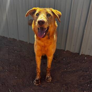 Wilson -  Mixed Breed Dog for Adoption in Moab, Utah - Wilson | PetCurious
