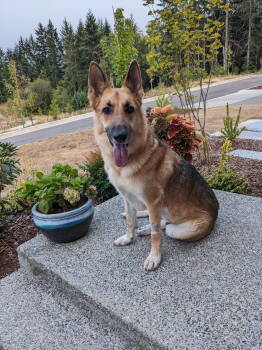 Rescue German Shepherd Dog Dogs for Adoption in Dallas, Texas - Hans (New Digs) | PetCurious