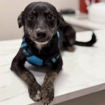Gwen -  Australian Cattle Dog Blue Heeler and Labrador Retriever Dog for Adoption in Philadelphia, Pennsylvania - Gwen | PetCurious