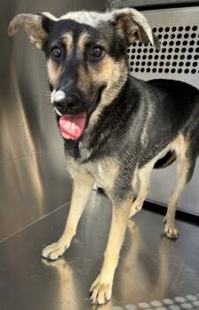 Rescue Shepherd and Mixed Breed Dogs for Adoption in Fort Worth, Texas - 59706720 | PetCurious