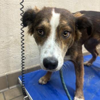 Joy -  Shepherd Dog for Adoption in Birmingham, Alabama - Joy | PetCurious
