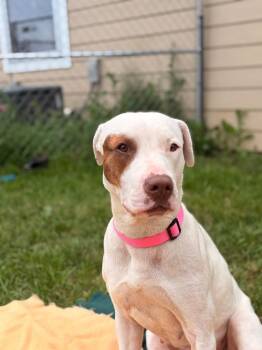 Kara -  Pit Bull Terrier Dog for Adoption in Ashland, Wisconsin - Kara | PetCurious