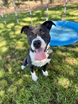 Seal -  Mixed Breed Dog for Adoption in Roseburg, Oregon - Seal | PetCurious