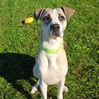 Gwen -  Anatolian Shepherd and Mixed Breed Dog for Adoption in Milan, Illinois - Gwen | PetCurious