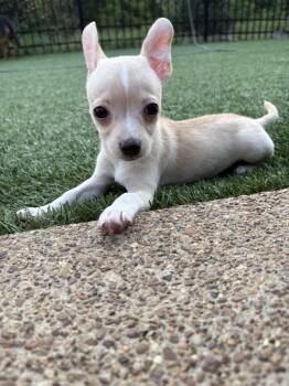 Pugsley -  Chihuahua Dog for Adoption - Pugsley | PetCurious
