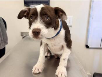 Jack Russell Terrier and Pit Bull Terrier Dogs Available for Adoption - JIMINY | PetCurious