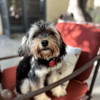 Yorkshire Terrier Dogs Available for Adoption in Los Angeles, California - King Tut | PetCurious