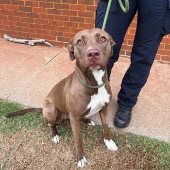 Sky -  Pit Bull Terrier Dog for Adoption in Stillwater, Oklahoma - Sky | PetCurious