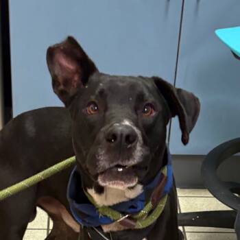 Rescue Mixed Breed Dogs for Adoption in Charleston, West Virginia - Teddy | PetCurious