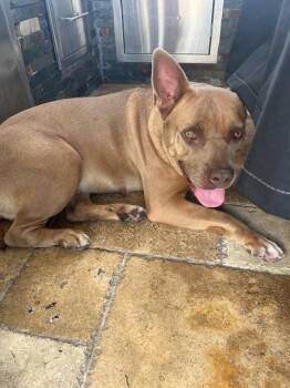 LUNA -  American Bulldog and Mixed Breed Dog for Adoption in Doral, Florida - LUNA | PetCurious