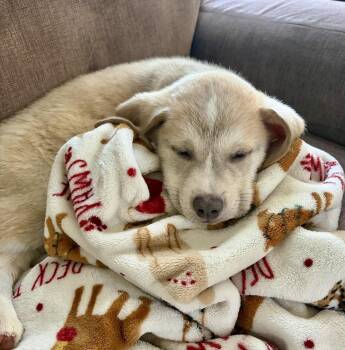 OG -  Golden Retriever and Labrador Retriever Dog for Adoption in Greenlawn, New York - OG | PetCurious