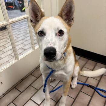 Lennox -  Husky and Shepherd Dog for Adoption in Tulsa, Oklahoma - Lennox | PetCurious