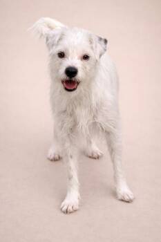 Terrier Dogs Available for Adoption in Hondo, Texas - Suki | PetCurious