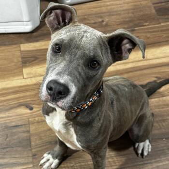 Soda pop -  Pit Bull Terrier Dog for Adoption in Hinesville, Georgia - Soda Pop | PetCurious