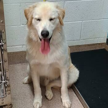 Rescue Great Pyrenees and Mixed Breed Dogs for Adoption in Ardmore, Oklahoma - Doggie | PetCurious