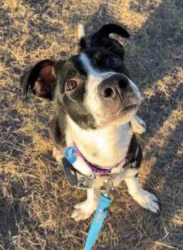 Coconut -  Pit Bull Terrier and Border Collie Dog for Adoption in Fort Collins, Colorado - Coconut | PetCurious