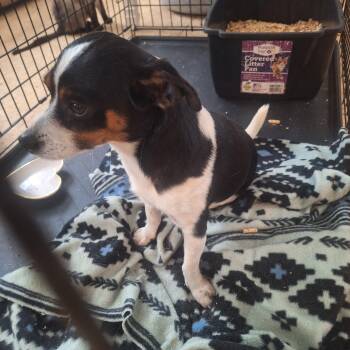 Chihuahua Dogs Available for Adoption - Jeffrey  | PetCurious