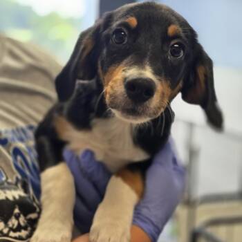 Carrina -  Beagle Dog for Adoption in Maynardville, Tennessee - Carrina | PetCurious