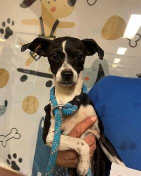 A1913855 -  Chihuahua and Mixed Breed Dog Available for Adoption in Blythe, California - A1913855 | PetCurious