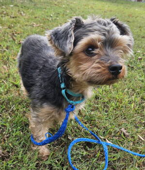 Rescue Yorkshire Terrier Dogs for Adoption in Arlington, Virginia - Hugo | PetCurious