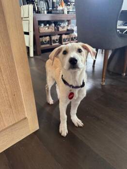 Labrador Retriever and Great Pyrenees Dogs Available for Adoption - 26-020 Juniper | PetCurious