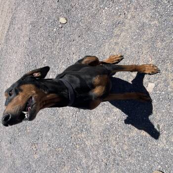 Knox -  Doberman Pinscher Dog for Adoption in Lordsburg, New Mexico - Knox | PetCurious