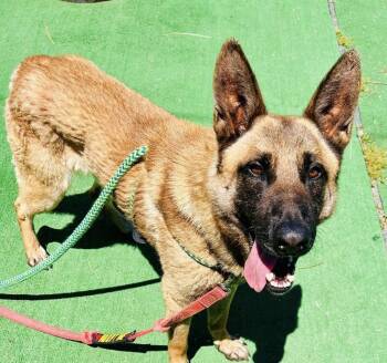 Malcolm -  German Shepherd Dog and Belgian Shepherd Malinois Dog for Adoption in Warren, Michigan - Malcolm | PetCurious