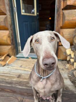 Doberman Pinscher Dogs Available for Adoption in Minneapolis, Minnesota - Honey | PetCurious