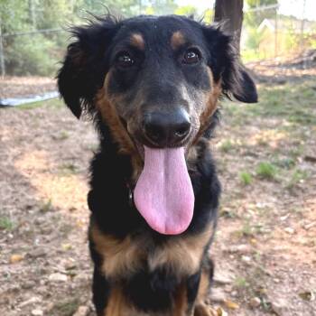 Rescue Shepherd and Curly Coated Retriever Dogs for Adoption in Cumming, Georgia - Bubbles 21609 | PetCurious