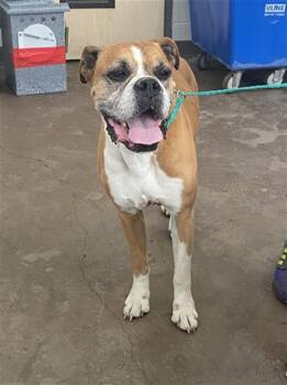 Mixed Breed Dogs Available for Adoption in Dallas, Texas - SCAR BONE | PetCurious