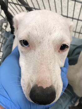 Rescue Bull Terrier and Mixed Breed Dogs for Adoption in Conroe, Texas - MAUD | PetCurious