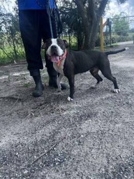 Marilyn - 1 -  Pit Bull Terrier and Mixed Breed Dog for Adoption in Daytona Beach, Florida - Marilyn - 1 | PetCurious
