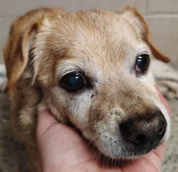 Chihuahua and Mixed Breed Dogs Available for Adoption in Saint Clairsville, Ohio - Max | PetCurious