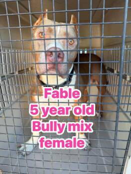 Fable -  Pit Bull Terrier Dog for Adoption in Eugene, Oregon - Fable | PetCurious