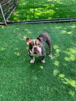 Milo -  English Bulldog Dog for Adoption in Douglas, Massachusetts - Milo | PetCurious