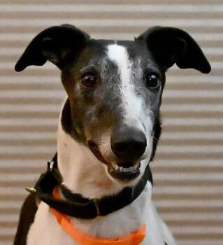 Baretta -  Greyhound Dog for Adoption in Minneapolis, Minnesota - Baretta | PetCurious