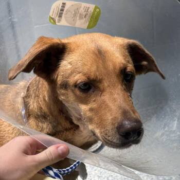 Cieria -  Retriever and Hound Dog for Adoption in Greenville, South Carolina - Cieria | PetCurious
