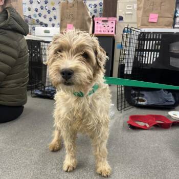 Wheaten Terrier and Jack Russell Terrier Dogs Available for Adoption - Seabreeze D10683 | PetCurious
