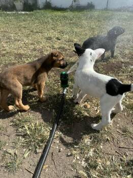 Shepherd Dogs Available for Adoption in Salt Lake City, Utah - Cypress | PetCurious