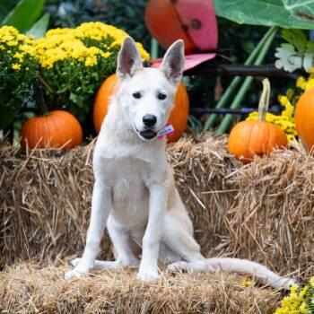 Jocelyn -  Shepherd Dog for Adoption in Wake Forest, North Carolina - Jocelyn | PetCurious